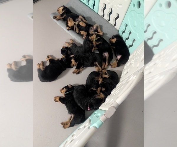 Medium Photo #8 Rottweiler Puppy For Sale in CANDIA, NH, USA