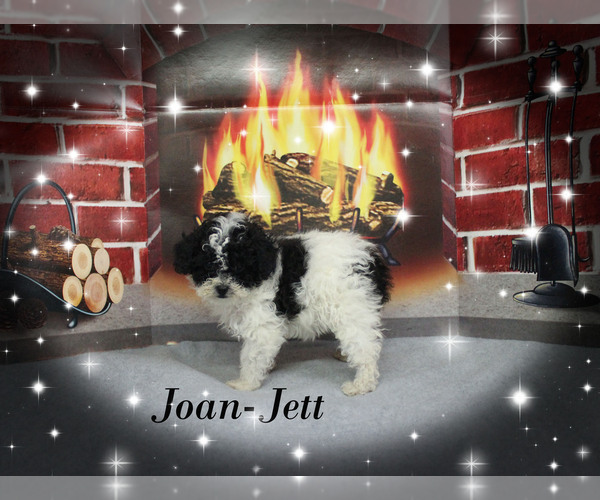 Medium Photo #17 Poodle (Toy) Puppy For Sale in CHANUTE, KS, USA