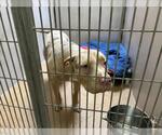 CLEO - Female Mutt Dog for Adoption - Small photo