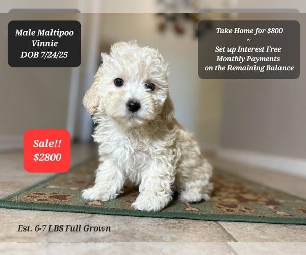 Medium Photo #1 Maltipoo Puppy For Sale in TUCSON, AZ, USA