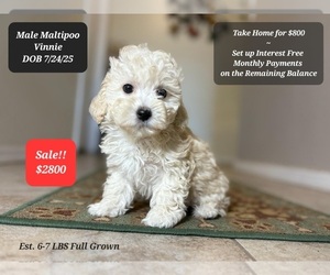 Maltipoo Puppy for sale in TUCSON, AZ, USA