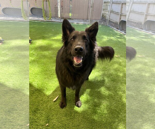 Medium Photo #1 German Shepherd Dog Puppy For Sale in San Diego, CA, USA