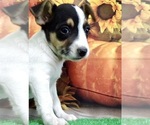 Image preview for Ad Listing. Nickname: Jack Russell