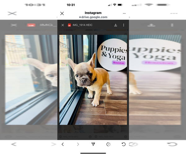 Medium Photo #16 French Bulldog Puppy For Sale in ORANGE, TX, USA