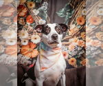 Small #8 American Staffordshire Terrier-Pointer Mix