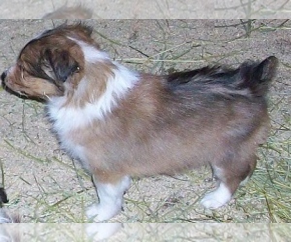 Medium Photo #1 Shetland Sheepdog Puppy For Sale in ROSCOMMON, MI, USA