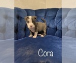 Small Photo #3 American Bully Puppy For Sale in LA VERNIA, TX, USA