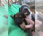Small Photo #19 American Pit Bull Terrier-Doberman Pinscher Mix Puppy For Sale in HAYESVILLE, NC, USA
