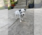 Small Photo #6 Dalmatian Puppy For Sale in CHICAGO, IL, USA
