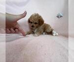 Small #2 Poodle (Toy)