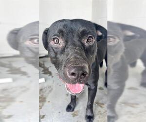 Labrador Retriever-Staffordshire Bull Terrier Mix Dogs for adoption in Rosenberg, TX, USA