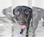 Small Labrador Retriever-Staffordshire Bull Terrier Mix