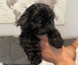 Shih Tzu Puppy for Sale in LILBURN, Georgia USA