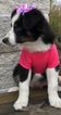 Small Photo #42 Australian Shepherd Puppy For Sale in ARBA, IN, USA