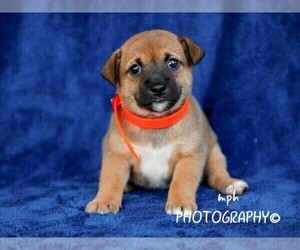 Jack Russell Terrier-Shiba Inu Mix Puppy for sale in LIBERTY, KY, USA