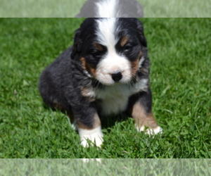 Bernese Mountain Dog Puppy for Sale in GREENWOOD, Wisconsin USA