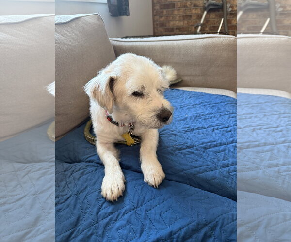 Medium Photo #5 Mutt Puppy For Sale in Sandy, UT, USA