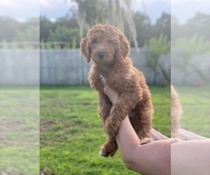 Goldendoodle Puppy for sale in BRADENTON, FL, USA