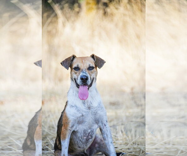 Medium Photo #20 Mutt Puppy For Sale in Sandy, UT, USA
