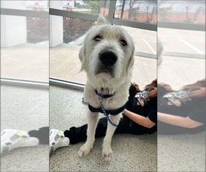 Max - Male Great Pyrenees-Unknown Mix Dog for Adoption - Photo #12