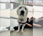 Small #11 Great Pyrenees Mix