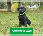 Small Photo #4 Labrador Retriever Puppy For Sale in EDGEWOOD, TX, USA