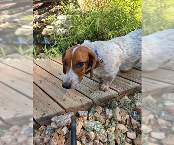 Medium Photo #3 Basset Hound-Unknown Mix Puppy For Sale in Denver , CO, USA