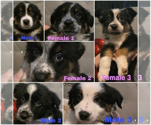 Border-Aussie Litter for sale in ROY, UT, USA