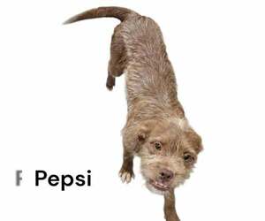 Pekingese-Unknown Mix Dogs for adoption in Westwood, NJ, USA