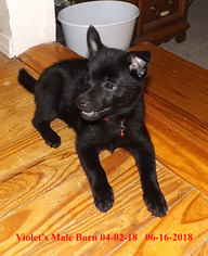 Schipperke Puppy for sale in SEYMOUR, MO, USA
