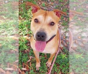 American Staffordshire Terrier Dogs for adoption in Fort Lauderdale, FL, USA