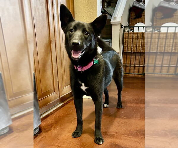 Medium Photo #9 German Shepherd Dog-Siberian Husky Mix Puppy For Sale in San Diego , CA, USA