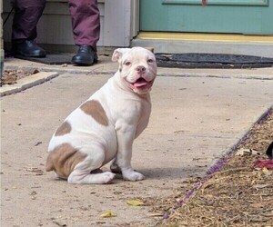 Olde English Bulldogge Puppy for sale in AUSTIN, TX, USA