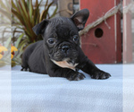 Small Photo #3 Faux Frenchbo Bulldog Puppy For Sale in GORDONVILLE, PA, USA