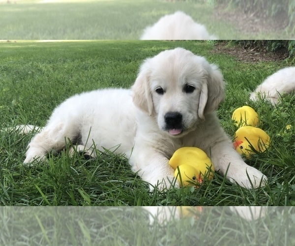 Medium Photo #8 English Cream Golden Retriever Puppy For Sale in BISMARCK, ND, USA