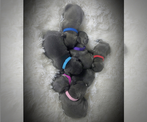 French Bulldog Puppy for sale in CSI, ID, USA