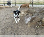 Small Photo #7 Rat Terrier-Unknown Mix Puppy For Sale in Lakewood, CO, USA