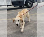 Small #1 Labrador Retriever-white german shepherd Mix