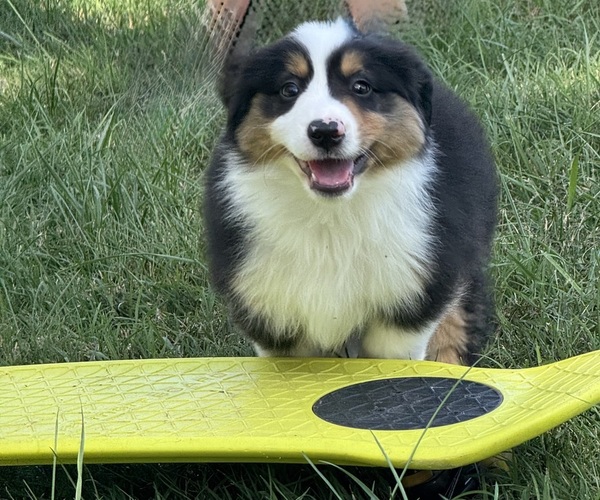 Medium Photo #10 Miniature American Shepherd Puppy For Sale in NOLENSVILLE, TN, USA