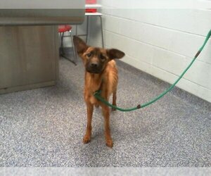 German Shepherd Dog-Unknown Mix Dogs for adoption in Charlotte, NC, USA