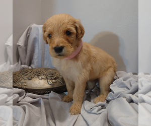 Goldendoodle Puppy for sale in PEYTON, CO, USA
