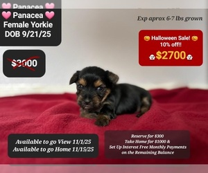 Yorkshire Terrier Puppy for sale in TUCSON, AZ, USA