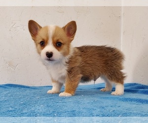 Pembroke Welsh Corgi Puppy for sale in CLARK, MO, USA