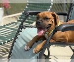 Small #1 Boxer