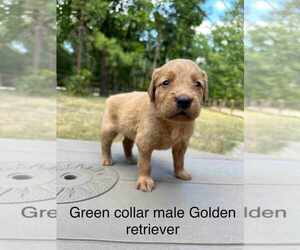 Golden Retriever Puppy for Sale in RAEFORD, North Carolina USA