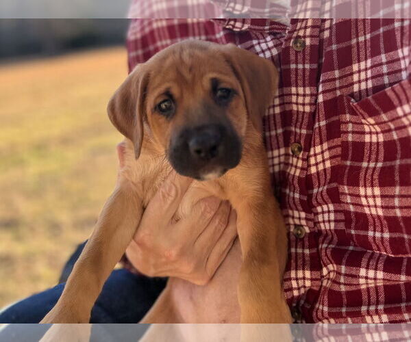 Medium Photo #17 Retriever -Unknown Mix Puppy For Sale in Holly Springs, NC, USA
