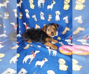 Yorkshire Terrier Puppy for sale in LAPEER, MI, USA