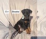 Small #3 Doberman Pinscher