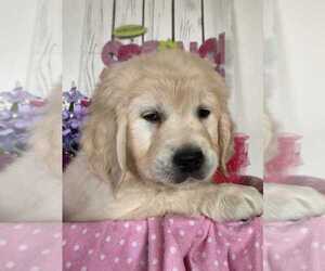 English Cream Golden Retriever Puppy for sale in LAPEER, MI, USA