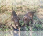 Small Photo #29 German Shorthaired Pointer Puppy For Sale in GRAND ISLAND, NE, USA